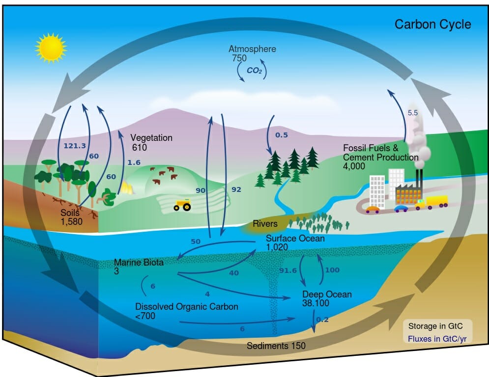 What Is Biogeochemical Cycle Simple Definition - Printable Templates Protal