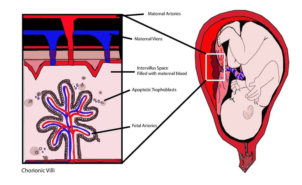 Chorion - Definition, Explanation & Function | Biology Dictionary