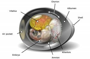 Chicken egg diagram