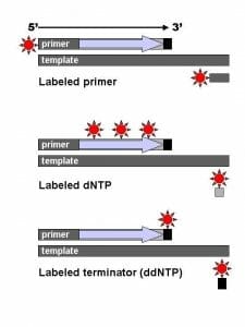 DNA Sequencing and labeling methods