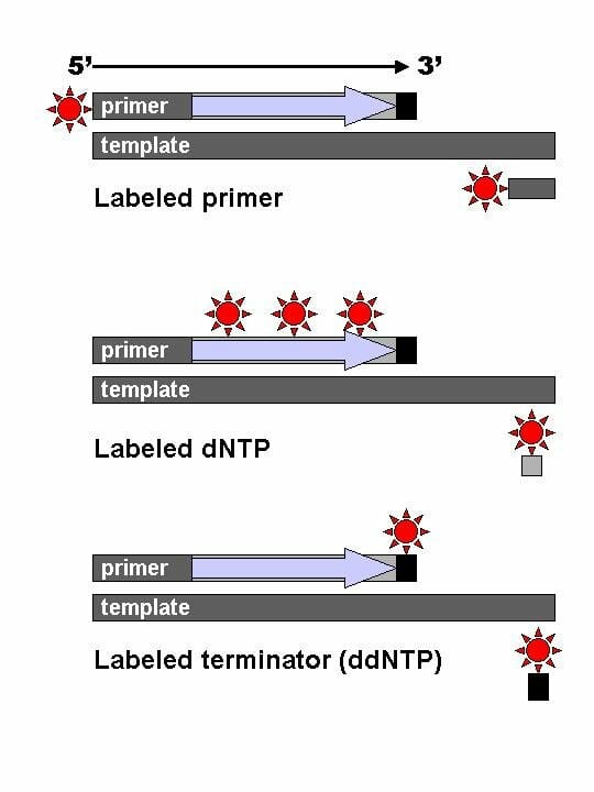 gene sequence definition