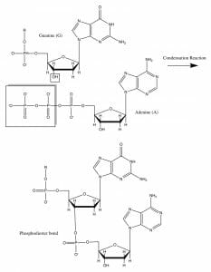 DNA condensation