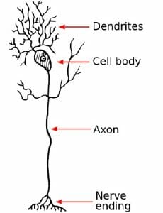 dendrite structure and function
