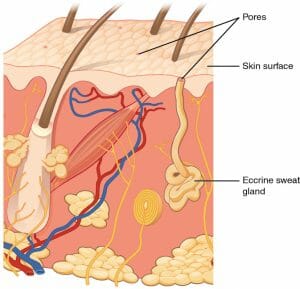 Eccrine gland