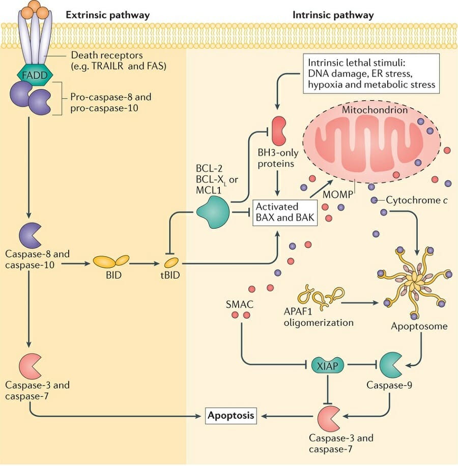 extrinsic pathway apoptosis