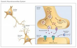 Generic Neurotransmitter System