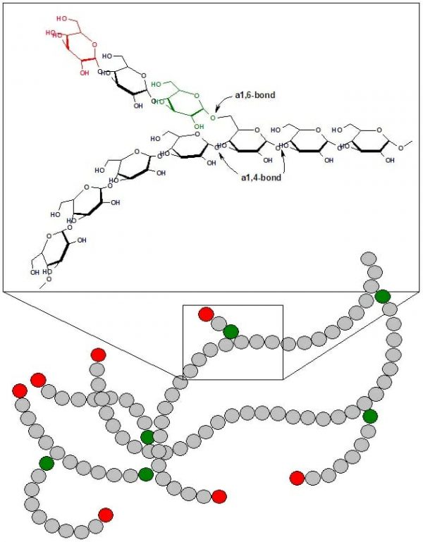 glycogen-definition-structure-function-and-examples-biology