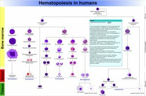 Hematopoiesis (human) diagram