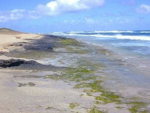 Intertidal greenalgae