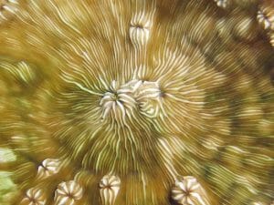 Leptoseris scabra, coralitos
