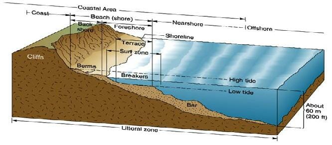 Littoral Zone - Definition, Organism and Quiz | Biology Dictionary