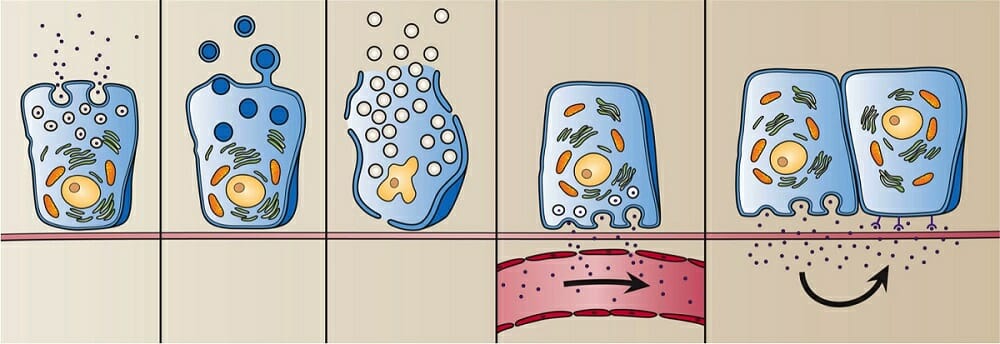 Gland Definition Types Examples And Quiz Biology Dictionary