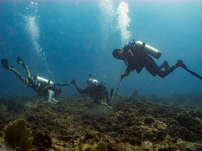 marine-biology-major-career-girls