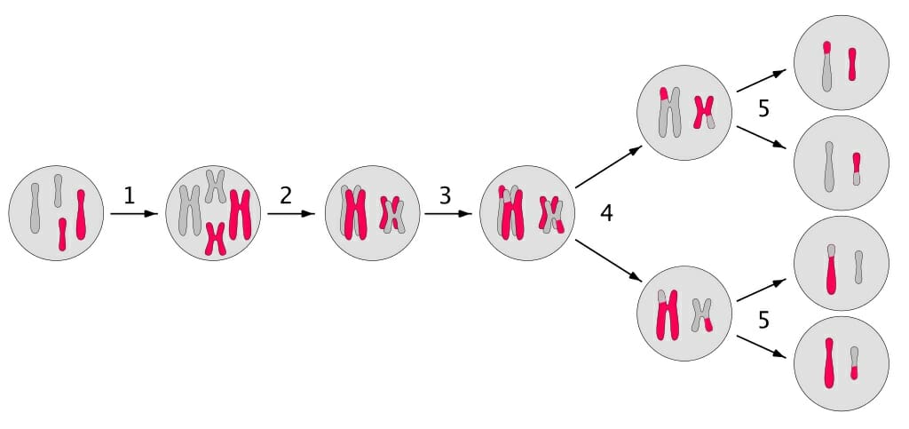 homologous chromosomes mitosis vs meiosis