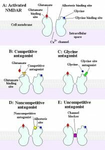 NMDA receptor activation and antagonists