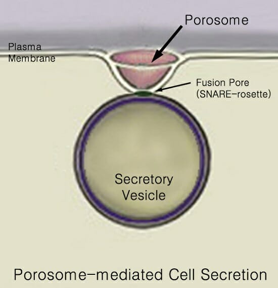 Plasma : définition et explications