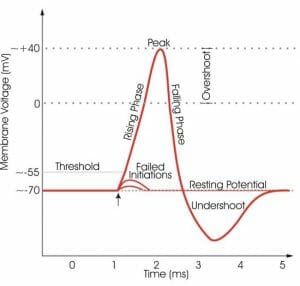 Relabeled action potential