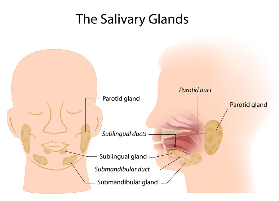 salivary glands diagram for kids