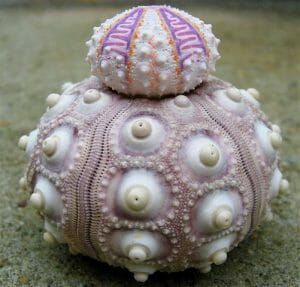 Sea urchin test