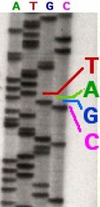 gene sequence definition biology