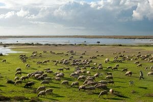 Sheep shepherd