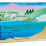 Biogeochemical Cycle - Definition and Examples | Biology Dictionary