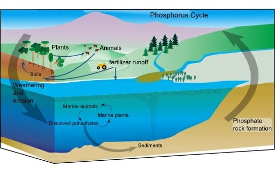 Phosphorus Cycle Definition Steps Human Impact Biology Dictionary