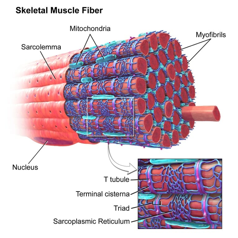 sarcomere in cardiac microscope labeled