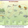 Trophic Level - Definition and Examples | Biology Dictionary