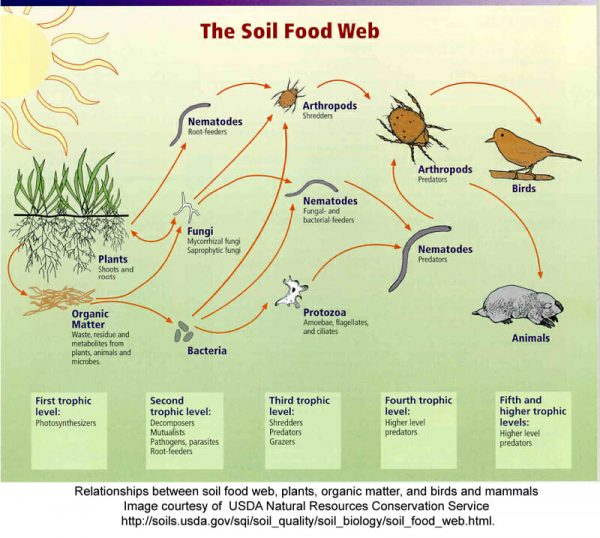 The Importance of Decomposers to the Overall Biogeochemical Cycle