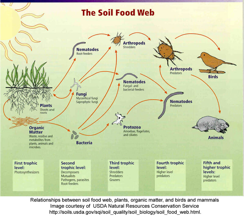 Decomposers Food Chain