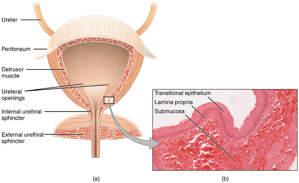 Urinary Bladder Definition Function Diseases Quiz Biology Dictionary