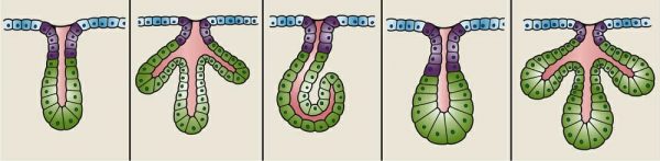 Gland - Definition, Types, Examples and Quiz | Biology Dictionary