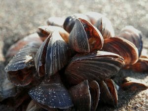 Unidentified Bivalve Shells