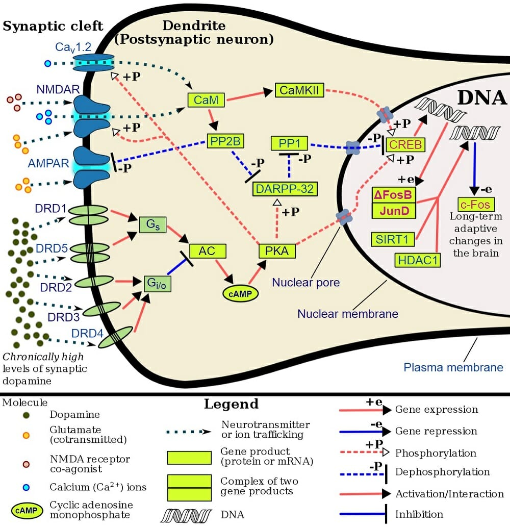 Smooth Muscle Contraction Calmodulin