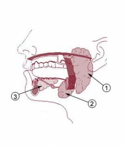 three types of salivary glands