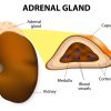 meaning of adrenal gland