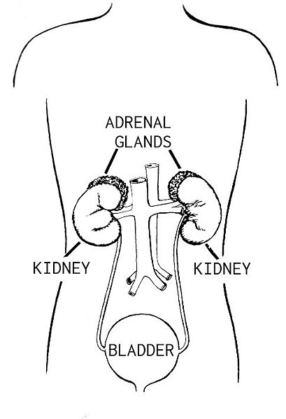 where are your adrenal glands located