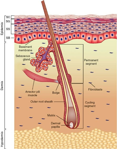 Skin (Anatomy): Function, Types and Structure | Biology Dictionary