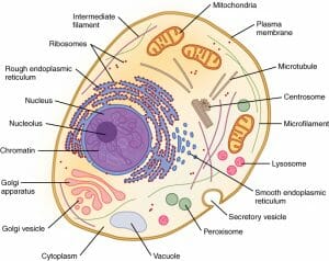 Animal Cell and Components