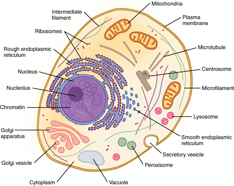 plant cell nucleus