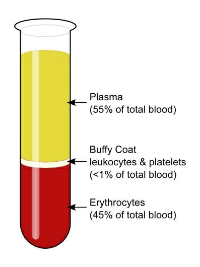 Blood Anatomy Function Components Types Biology Dictionary