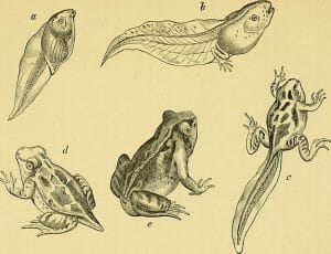British reptiles and batrachians (1888)