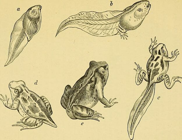 fertilization how process Examples Definition, Metamorphosis: Function, Types,