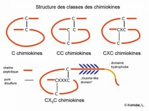 Classes of chemokines