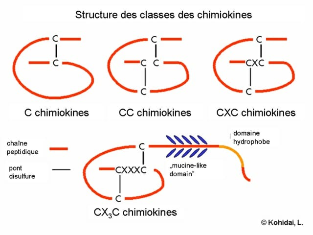 Chemokines Definition Function And Quiz Biology Dictionary
