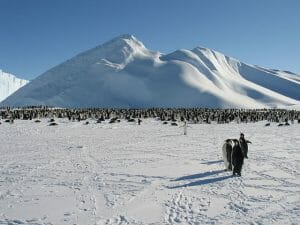 Emperor Penguins