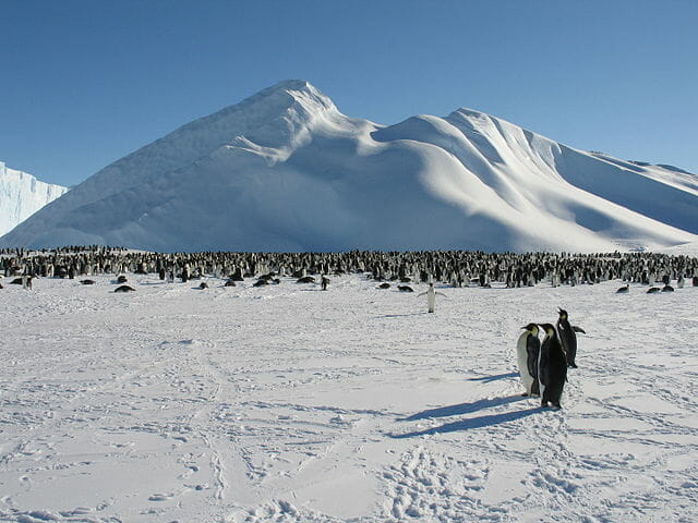 antarctic tundra