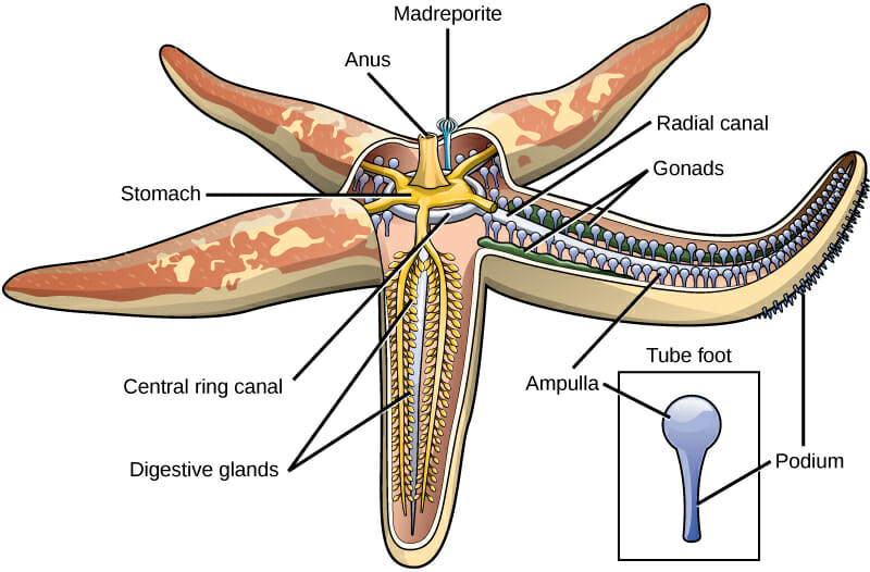 Echinoderm - Definition, Characteristics & Examples | Biology Dictionary