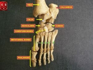 Foot bones